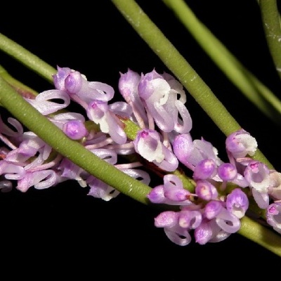 Flores cor-de-rosa e brancas com caules verdes em fundo preto