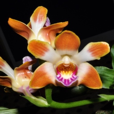Flores de orquídea alaranjada e branca com folhas verdes
