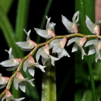 Flores pequenas brancas e rosas em caule curvado com folhas verdes ao fundo