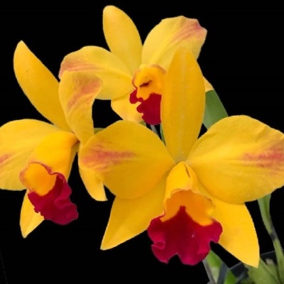 Flores de orquídea amarelas com detalhes vermelhos e rosa em fundo preto