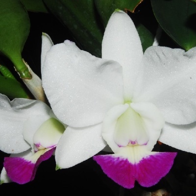 Flor de orquídea branca com centro rosa e folhas verdes ao fundo
