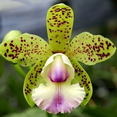 Orquídea amarelo esverdeada com manchas castanhas e labelo branco lilás