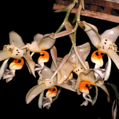Orquídea pendente com flores brancas e detalhes laranja e preto