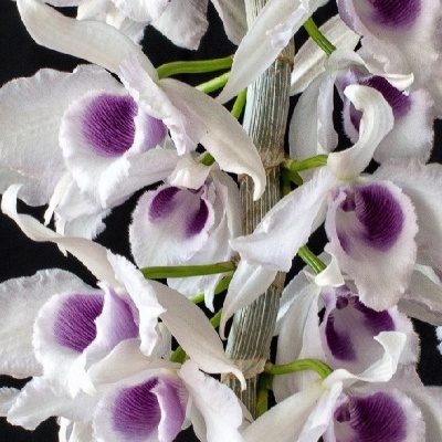 Orquídeas brancas com centro roxo em fundo preto