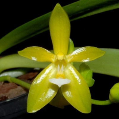 Orquídea amarela com folhas verdes e vaso preto