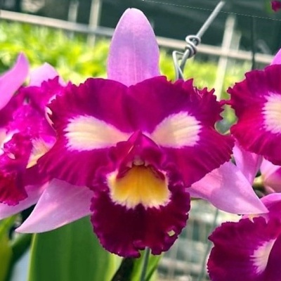 Orquídeas rosas e roxas com detalhes amarelos e brancos em ambiente de jardim