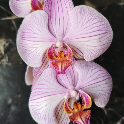Flores orquídeas rosadas com veias roxas e centro laranja