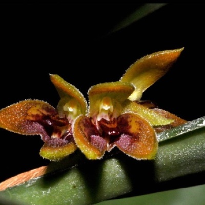 Flor de orquídea marrom e amarela com textura aveludada em caule verde
