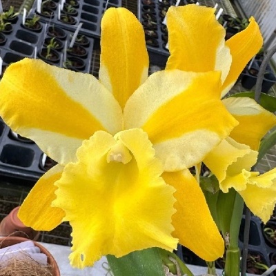 Orquídea amarela com pétalas largas e textura aveludada em vaso verde numa estufa