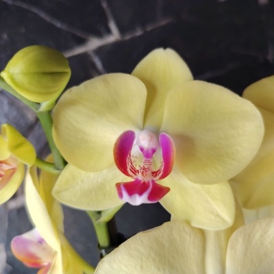 Flores de orquídea amarela com detalhes rosa e vermelho