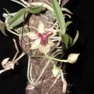 Orquídea com flores amarelas e vermelhas fixada a um pedaço de madeira