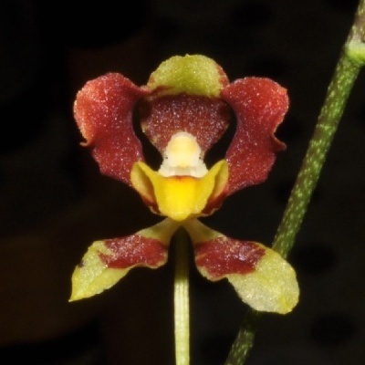 Flor exótica vermelha, amarela e verde com caule fino