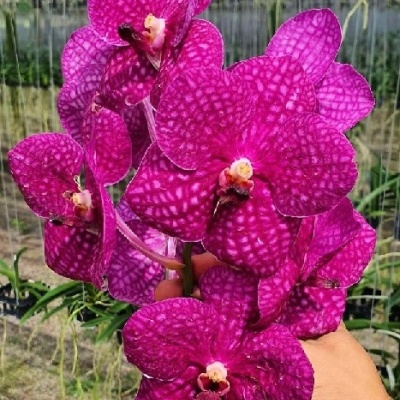 Orquídea Vanda roxa com padrão quadriculado segurada em estufa
