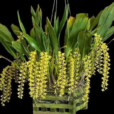 Orquidea com flores amarelas pendentes em vaso verde