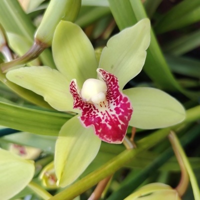 Orquídea verde clara com centro vermelho e folhas verdes ao fundo