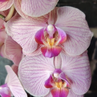 Orquídea rosa com detalhes roxos e amarelos
