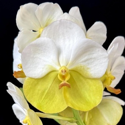 Flor de orquídea com pétalas brancas e amarelas em fundo preto