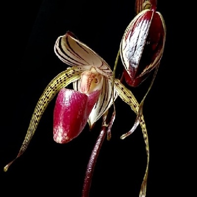 Flor orquídea branca, amarela e vermelha com fundo preto