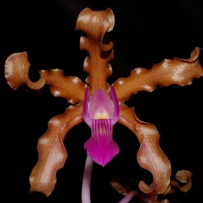 Orquídea castanha com labelo rosa em fundo preto