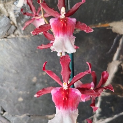 Flor de orquídea vermelha, rosa e branca com suporte verde sobre fundo de pedras cinzentas.