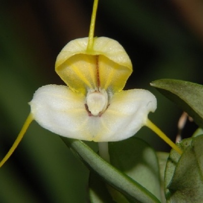 Flor exótica amarela e branca com folhas verdes