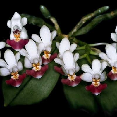 Flores brancas com detalhes violeta e amarelo e folhas verdes sobre fundo preto