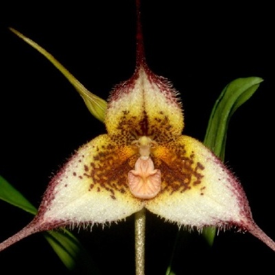 Orquídea triangular amarela, branca e castanha com folhas verdes