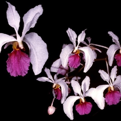 Orquídeas brancas com centro rosa vibrante em fundos preto