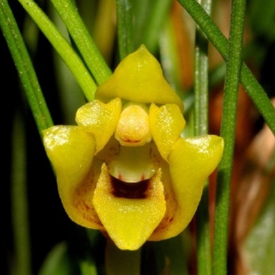 Flor amarela cerosa entre caules verdes finos