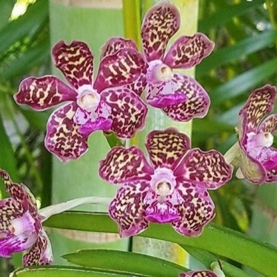 Orquídeas rosas com manchas castanhas e folhas verdes