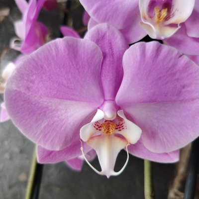 Orquídea rosa com detalhes amarelos e vermelhos, suporte de metal ao fundo