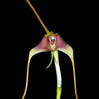 Orquídea rosa e verde com pétalas longas finas