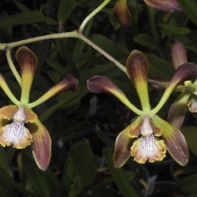Flores de orquídea amarelas e castanhas com nervuras no lábio em fundo verde