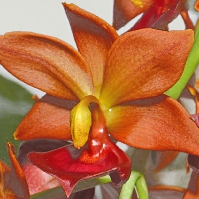Flor de orquídea laranja e vermelha com textura aveludada