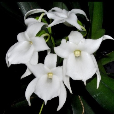 Flores brancas de orquídea com folhas verdes