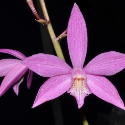 Flor orquídea rosa com cinco pétalas e padrão castanho no centro