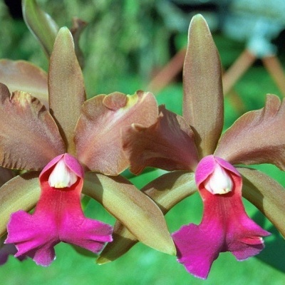 Flor de orquídea castanha com labelo rosa e fundo verde