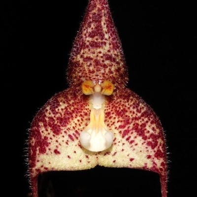 Flor pontiaguda creme com manchas vermelhas e pêlos finos