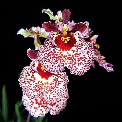 Flores orquídeas brancas com manchas vermelhas e centros amarelos e vermelhos