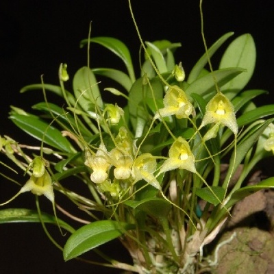 Orquídea com flores amarelas e folhas verdes fixada em casca sobre fundo preto