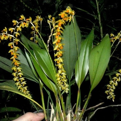 Orquídea com folhas verdes e flores amarelas e laranja em fundo escuro