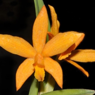 Flor laranja com pétalas texturizadas e hastes verdes