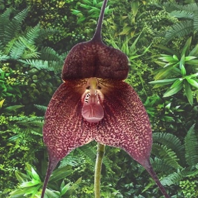 Flor exótica castanha avermelhada com fundo de folhas verdes