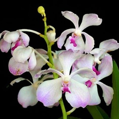 Orquídea branca com detalhes rosa em fundo preto