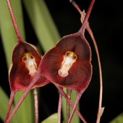 Duas flores vermelhas tipo orquídea com centro branco e amarelo