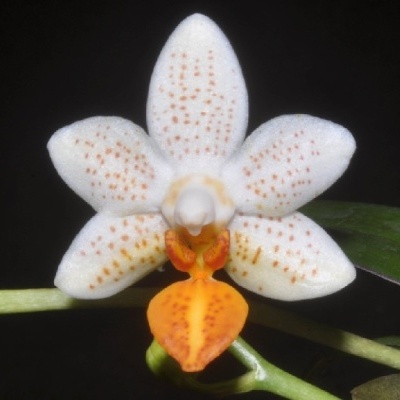 Flor de orquídea branca com manchas castanhas e labelo laranja sobre fundo negro