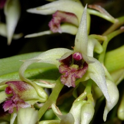 Flores de orquídea verde e castanho-avermelhado com centros rosa