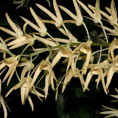 Orquídea com flores amarelo claro e pétalas longas em ramos verdes