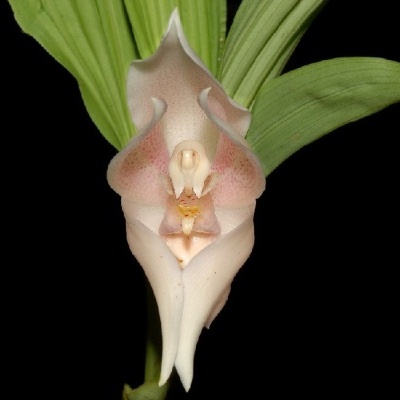 Orquídea branca e rosa com folhas verdes em fundo preto