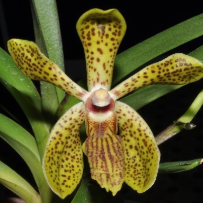 Orquídea amarela com manchas castanhas e folhas verdes